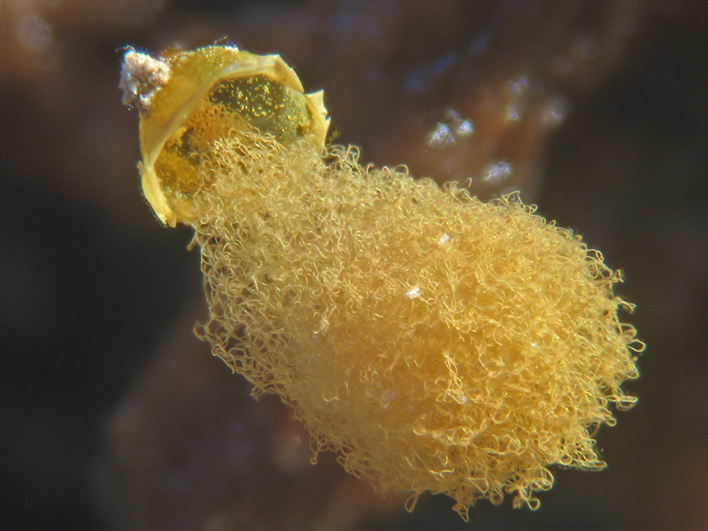 Ma non spariscono mai ?